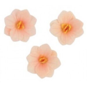 Vahvlilill Hortensia pastelne oranž 6tk