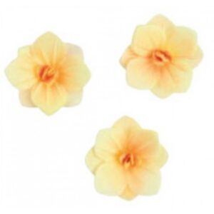 Vahvlilill Hortensia meekollane 6tk