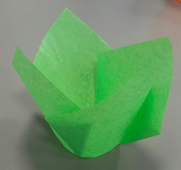 Muffinitulp Heleroheline 25tk